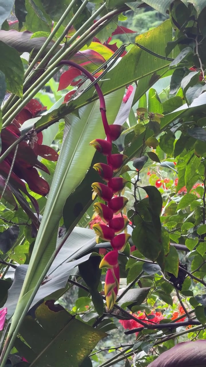 Fiore di Heliconia Rostrata pendente in un giardino tropicale
