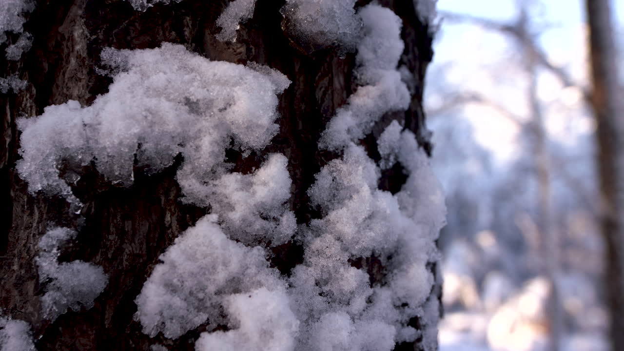Медленная панорамная съемка снега на сосне