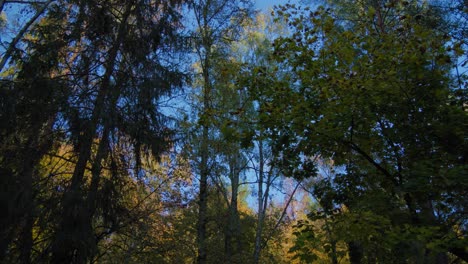 Vista-Hacia-Arriba-Del-Sereno-Dosel-Del-Bosque-Otoñal-Contra-Un-Cielo-Azul-Claro-Y-Coloridas-Copas-De-Los-árboles-En-La-Temporada-De-Otoño