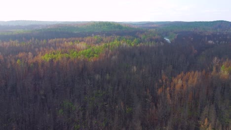 Charred-Forest-Trees-Near-Toronto,-Canada