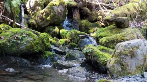 Agua-Que-Fluye-Sobre-Rocas-Cubiertas-De-Musgo-En-El-Bosque-Del-Bosque-Nacional-Olímpico