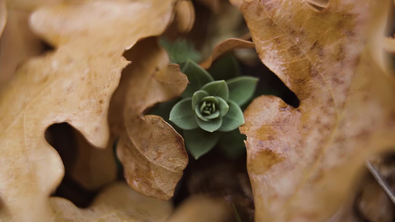 macro primer plano de una pequeña planta verde que alcanza su punto máximo a través de un montón de hojas de naranja caídas en un día lluvioso