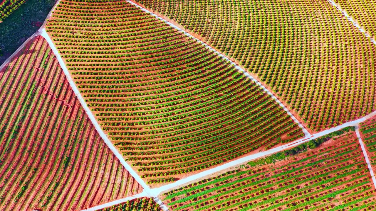 Orange tree plantation sectors. Aerial shot of citrus grove with curved and straight row patterns on red earth.