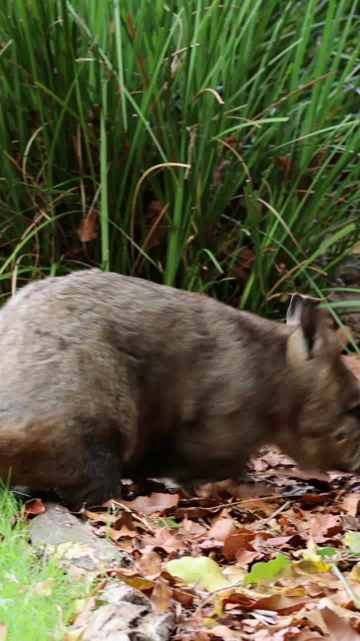 el wombat emerge de la madriguera en el suelo cubierto de hojas