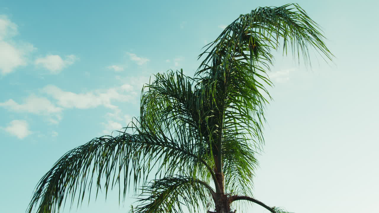 Palm Trees Moved by Wind against a Spring Sky Background