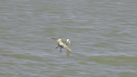 24-Fps-Normale-Geschwindigkeitsaufnahmen-In-Galveston-Beach