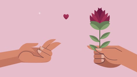 dando flores de rosa y manos de corazón
