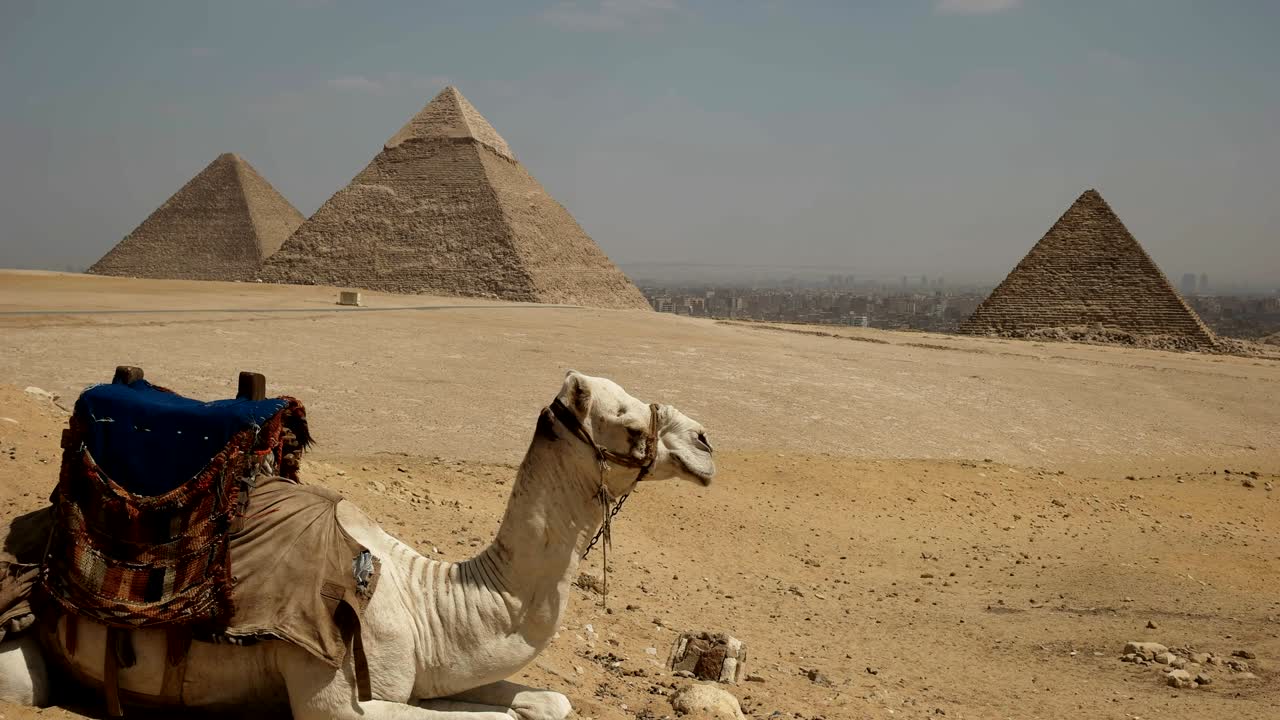 카이로 (이집트) 의 기자 (giza) 에 있는 낙타와 피라미드 (pyramids) 의 근접 사진