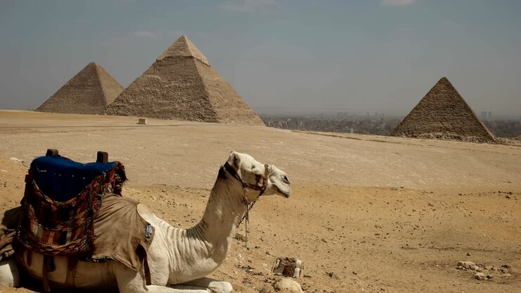 un cammello e le piramidi di giza al cairo, in egitto