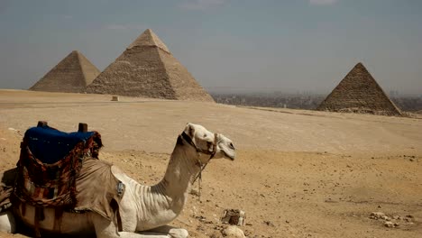 un camello y las pirámides de giza en el cairo, egipto