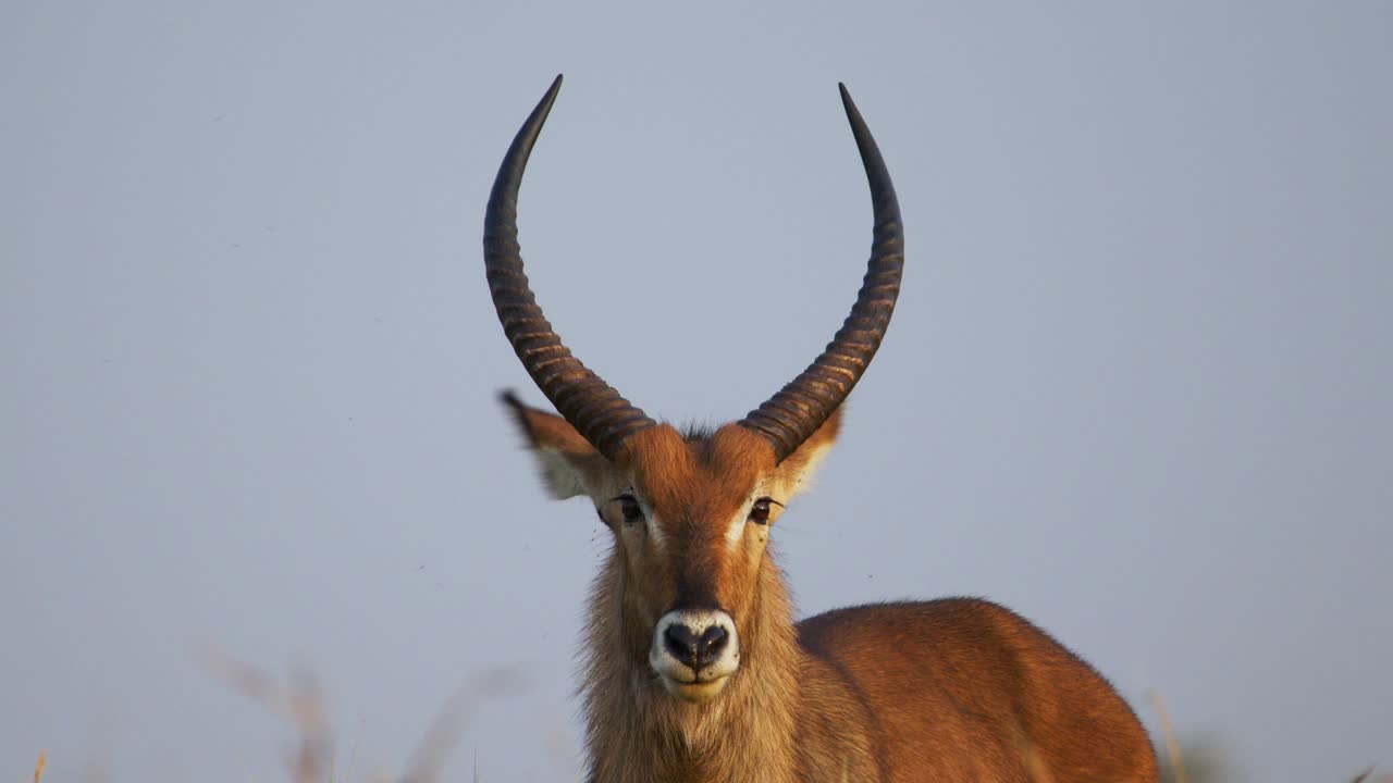 Male waterbuck - Kobus ellipsiprymnus stares directly into the distance while standing alone in a dry grassy plain in a natural protected reserve in Uganda, close up, static shot.