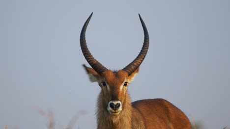 male waterbuck - kobus ellipsiprymnus stares directly into the distance while standing alone in a dry grassy plain in a natural protected reserve in uganda, close up, static shot.
