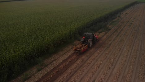 Aerial-steady-view-of-farmland-with-tractor-towing-a-grubbing-device-behind-it-laying-the-onions-open-on-the-land-for-harvesting-besides-a-corn-field