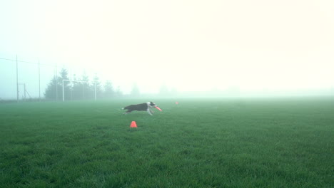 Competencia-De-Perros-Con-Friesbee-De-Perro,-Clima-De-Niebla-Y-Punto-Naranja-De-Hierba-Verde