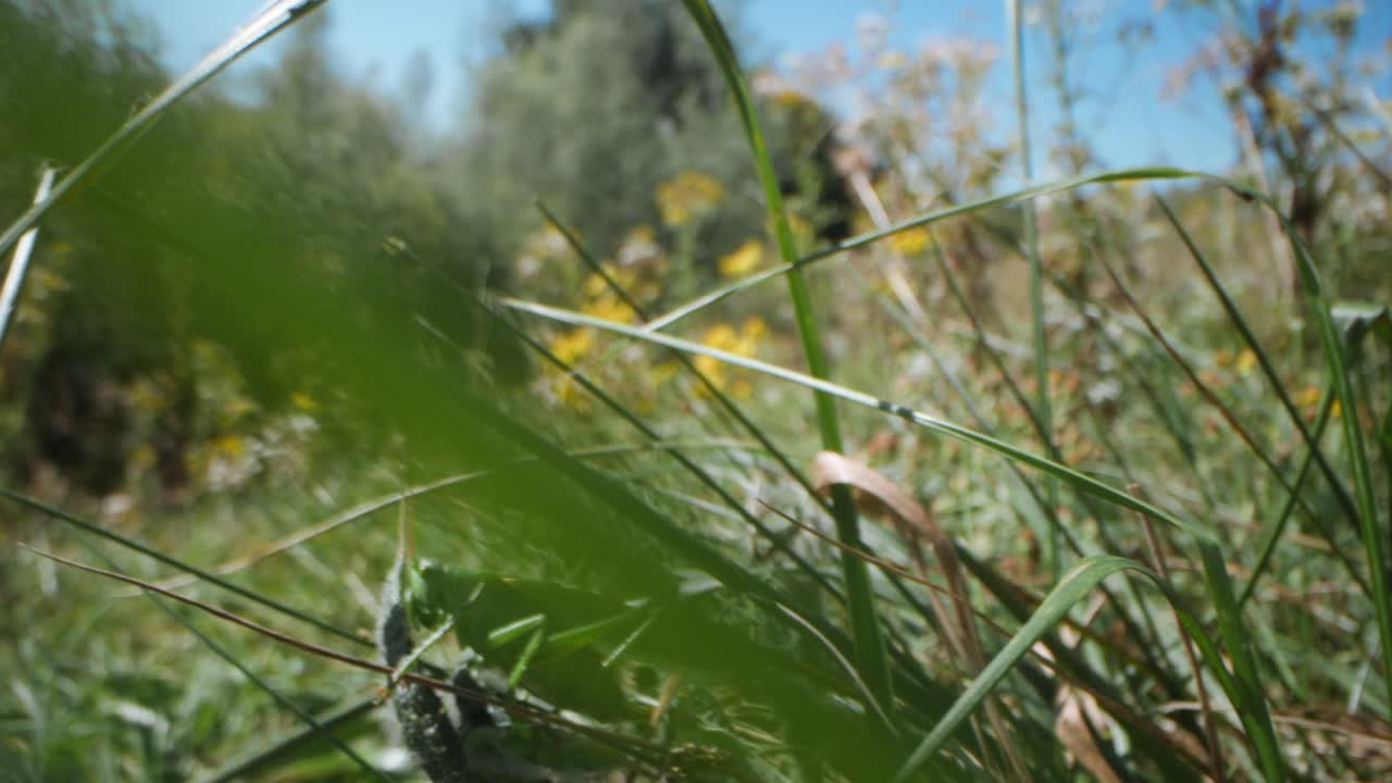 saltamontes en un prado