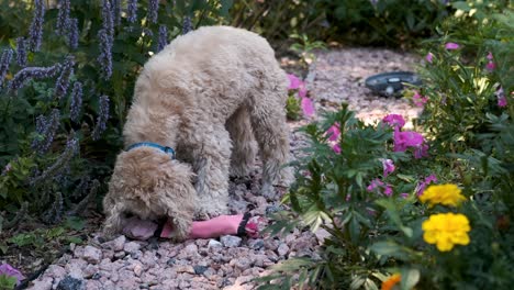 Cute-Dog-Bites-his-Pink-Chew-Toy-on-Flower-Garden-Path-in-Slow-Motion,-FIxed-Soft-Focus