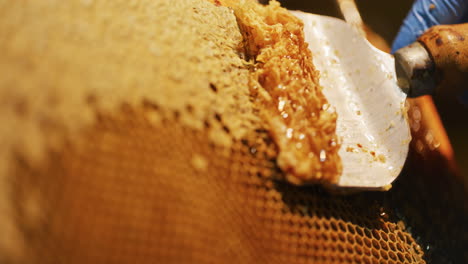 the beekeeper gently removes beeswax