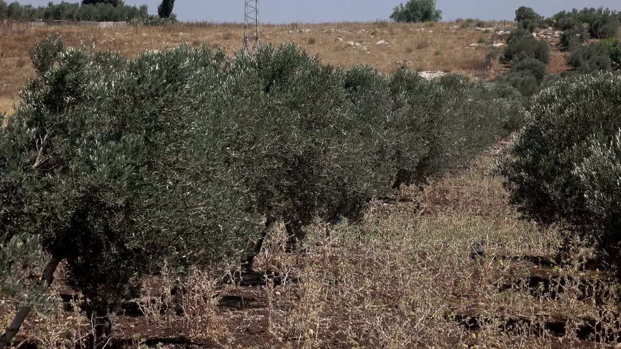 이스라엘에서 멀리 달리는 올리브 나무들