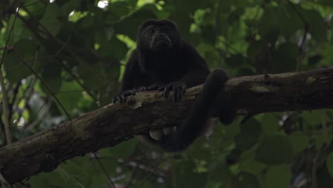 a howler monkey (alouatta) rests quietly on a branch, surrounded by the dim light of costa rica's dense tropical rainforest