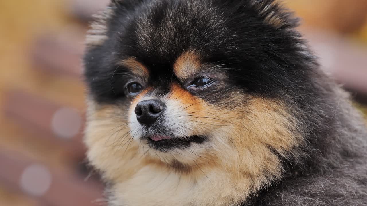 Expressive fluffy Pomeranian gazing sideways - autumn close-up with curious look