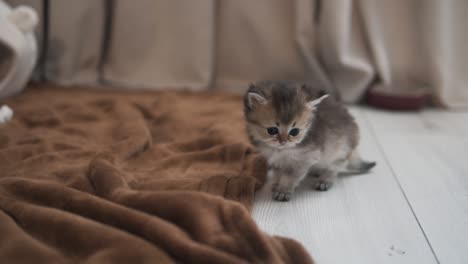 El-Retrato-De-Un-Pequeño-Gatito-Chinchilla-Dorado-Británico,-El-Gatito-Se-Acerca-Lentamente-A-La-Manta-Marrón