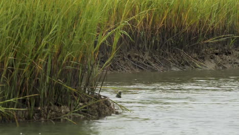 wild bottlenose dolphin hunting in saltmarsh