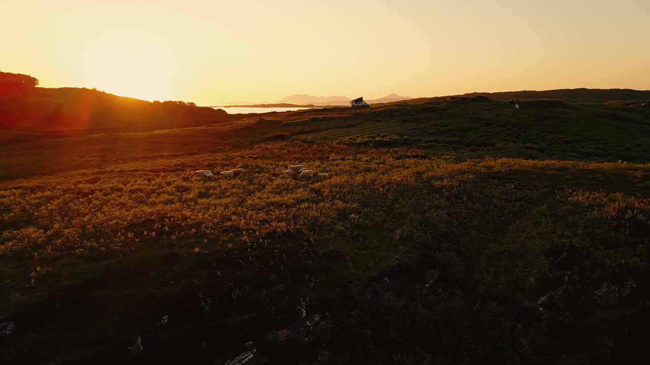 Sunset Sheep in Scotland