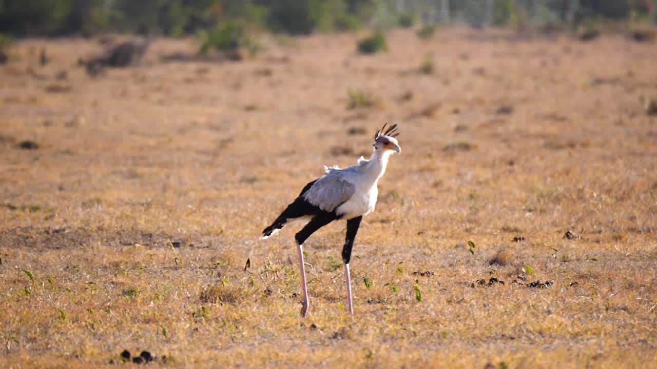 A secretary bird which is terrestrial bird of prey out on the plains trying to find a prey in slow motion mid day sun
