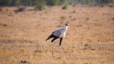 a secretary bird which is terrestrial bird of prey out on the plains trying to find a prey in slow motion mid day sun