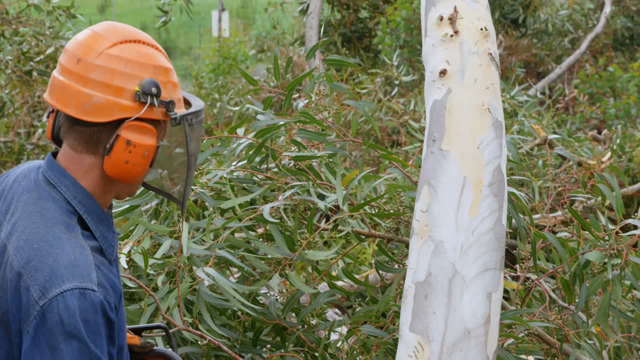 leñador con motosierra comprobando árbol caído antes de cortar 4k