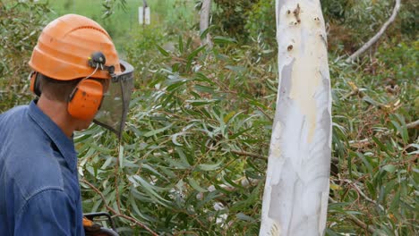 Lumberjack-with-chainsaw-checking-fallen-tree-before-cutting-4k