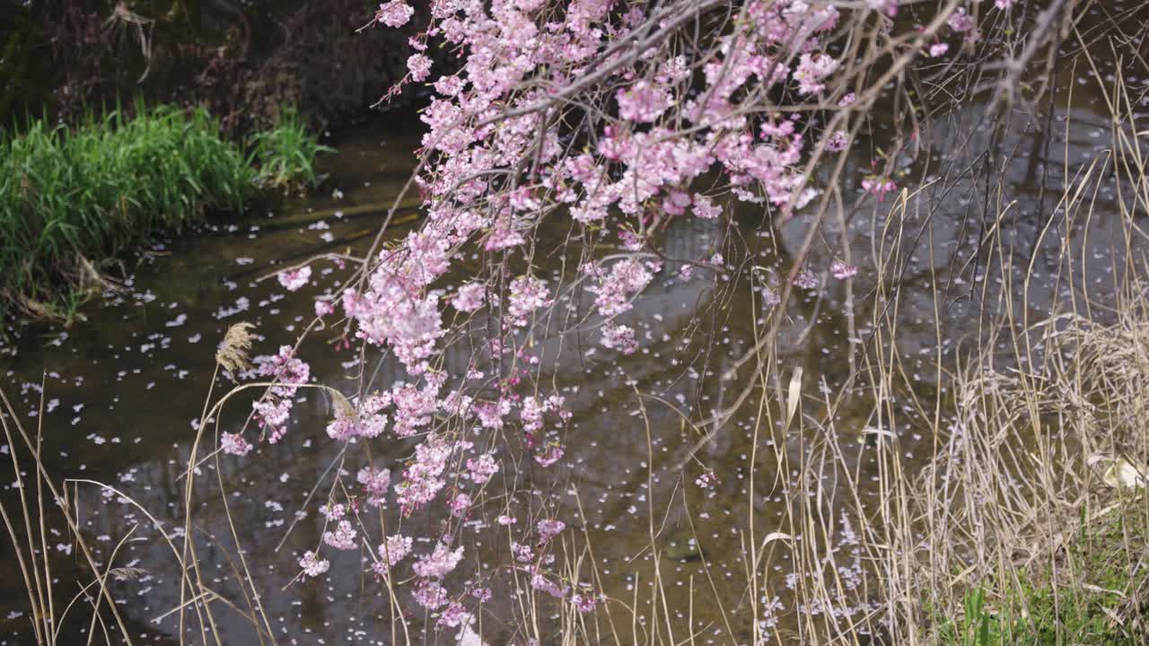 Petali di sakura che scorrono in un ruscello, ripresa primaverile al rallentatore, Giappone.