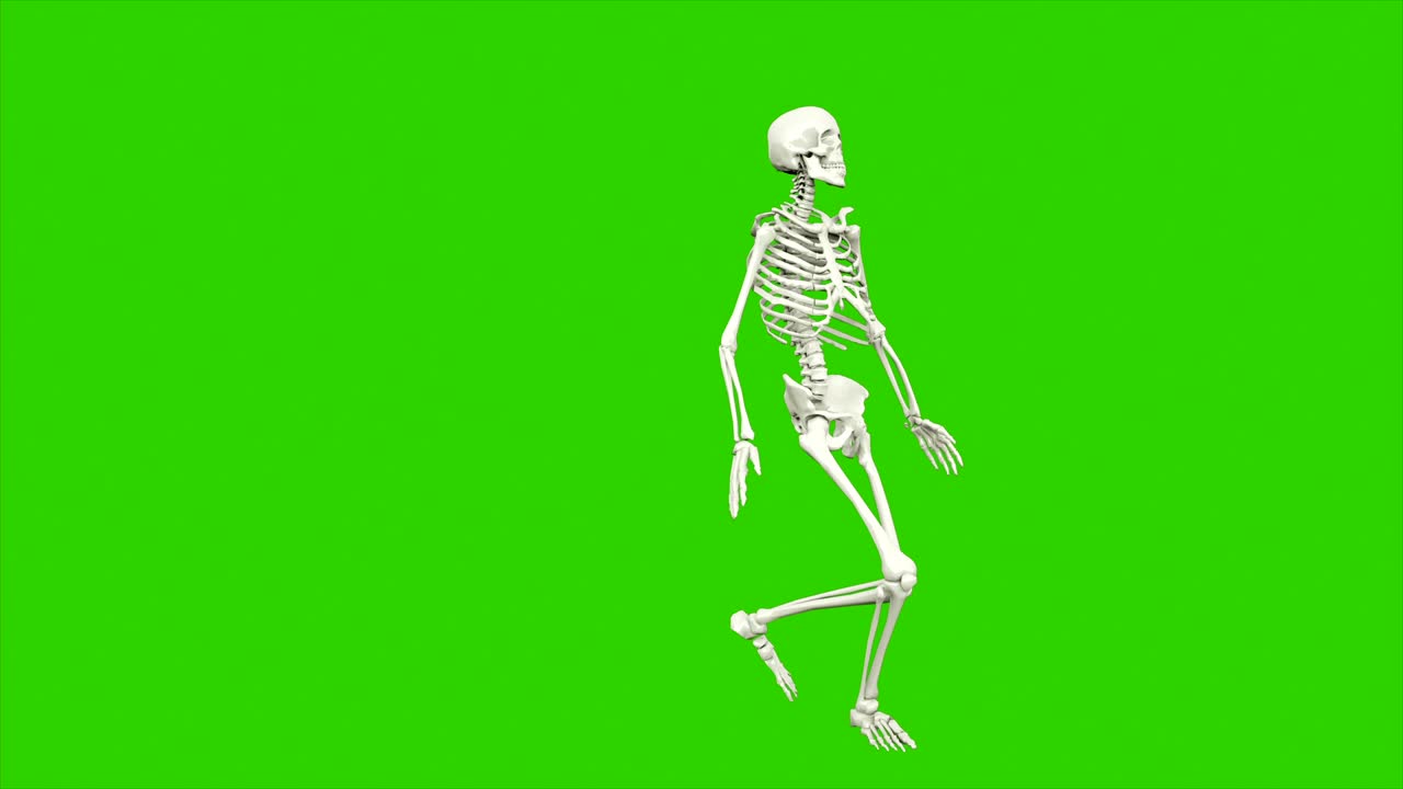 danza dello scheletro. animazione a loop senza soluzione di continuità sullo schermo verde.