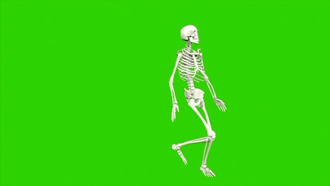 el baile del esqueleto. animación de bucle sin costuras en pantalla verde.