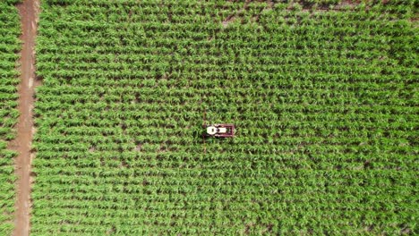 Una-Cosechadora-De-Caña-De-Azúcar-En-Campos-Exuberantes,-Bajo-El-Cielo-Despejado-Y-Brillante,-Durante-El-Día,-Maquinaria-Agrícola,-Vista-Aérea