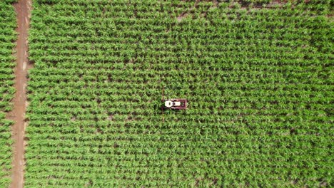 una cosechadora de caña de azúcar en campos exuberantes, bajo el cielo brillante y despejado, de día, maquinaria agrícola, vista aérea