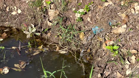 plants and water in a natural setting