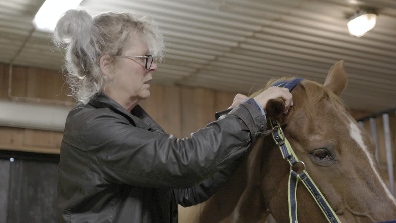 A close up of a Caucasian female shaving the hair around a horse&rsquo;s ears with clippers as she grooms the animal in a stable