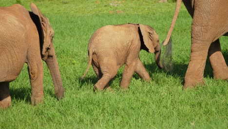 elephant calf quickly follows mother's feet across green grass field, close up