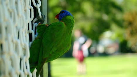 rainbow lorikeet hanging on the the side chains, slow motion