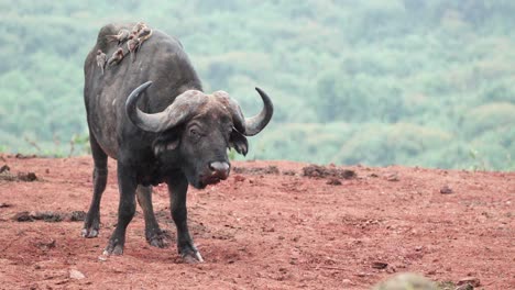 pájaros pico de buey en la espalda de un búfalo africano salvaje