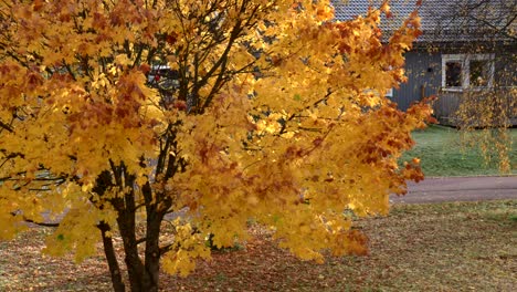 beautify maple leafs slowly falling from a tree on a sunny autumn day