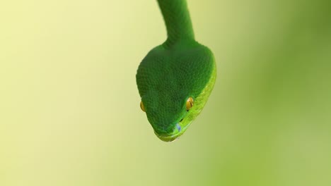 The-White-lipped-Pit-Viper-is-a-venomous-pit-viper-endemic-to-Southeast-Asia-and-is-often-found-during-the-night-waiting-on-a-branch-or-limb-of-a-tree-near-a-body-of-water-with-plenty-of-food-items