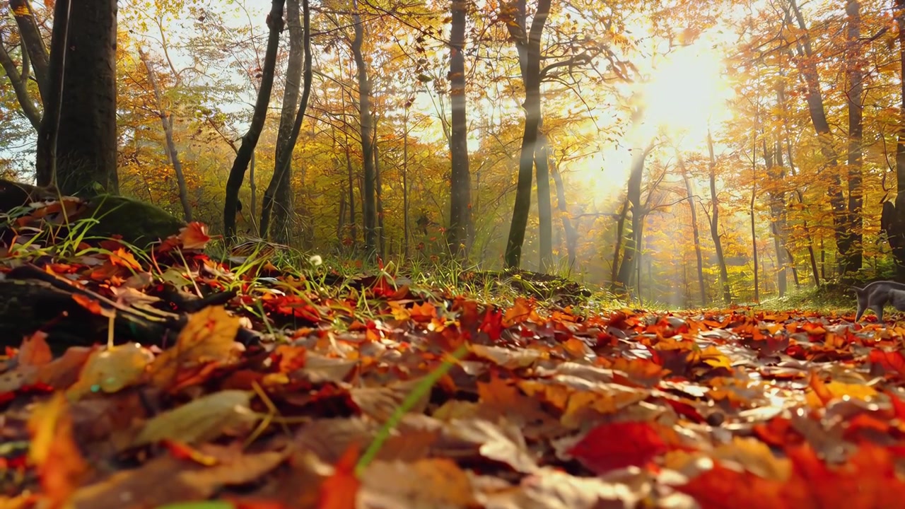 Golden Sunlight Filtering Through Autumn Forest Trees