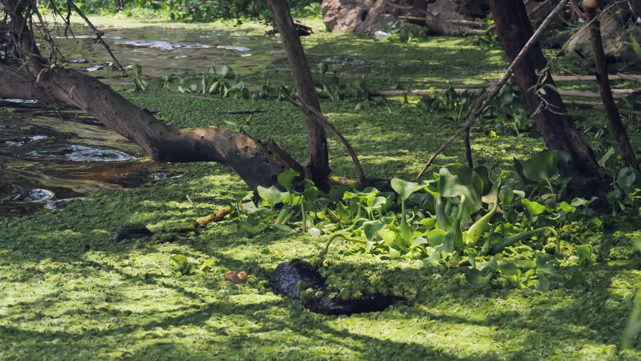 el jacinto de agua y la salvinia invaden la presa de hartbeespoort en sudáfrica