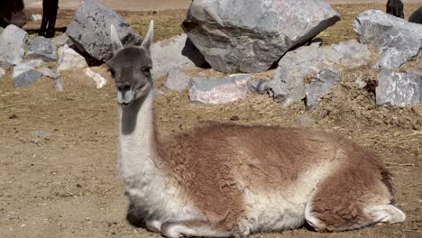 llama basks in the sun in a farmer's field