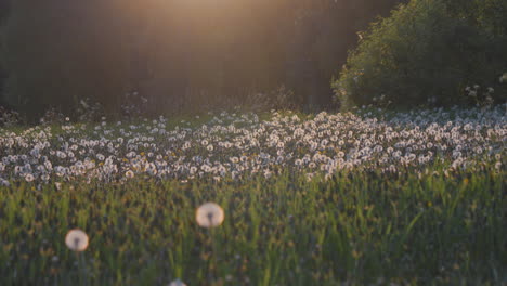 dreamy summer flowery field at sunset, unripe dandelions and insects flying