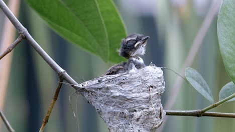 close up of a young malaysian pied fantail sleeping in its nest