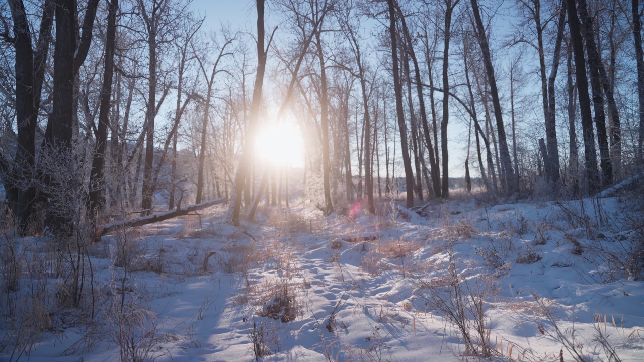 Bright sun shines through a stand of leafless trees, illuminating snowy ground and creating a calm winter woodland scene.