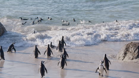 penguins going for a swim in the ocean shore break